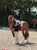 Horse ad