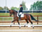 Annuncio cavallo