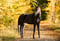 Horse ad