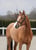 Horse ad