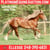 Horse ad