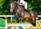 Paardadvertentie