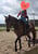 Horse ad