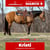 Horse ad