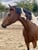 Annuncio cavallo