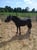 Annuncio cavallo
