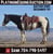 Horse ad