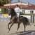 Annuncio cavallo