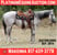 Annuncio cavallo