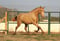 Horse ad