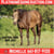 Horse ad