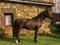 Annuncio cavallo