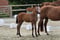 Annuncio cavallo