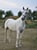 Horse ad