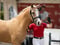 Horse ad