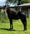Horse ad