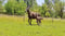 Annuncio cavallo
