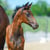 Annuncio cavallo