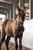 Annuncio cavallo