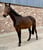 Annuncio cavallo