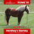 Annuncio cavallo