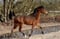 Horse ad