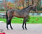 Horse ad