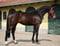 Horse ad