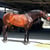 Horse ad