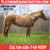 Horse ad