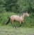 Annonce cheval