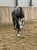 Annuncio cavallo