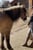 Horse ad