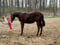 Horse ad