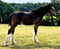 Annuncio cavallo