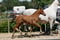 Annuncio cavallo