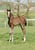 Annuncio cavallo