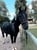 Annuncio cavallo