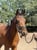 Annuncio cavallo