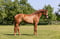 Horse ad