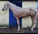 Annuncio cavallo