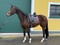 Annonce cheval