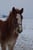 Horse ad