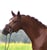 Horse ad