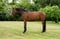 Horse ad