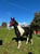 Annuncio cavallo