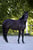 Horse ad