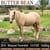 Annuncio cavallo