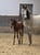 Horse ad