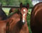 Horse ad